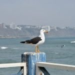 mejores playas de peru