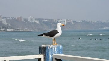 mejores playas de peru