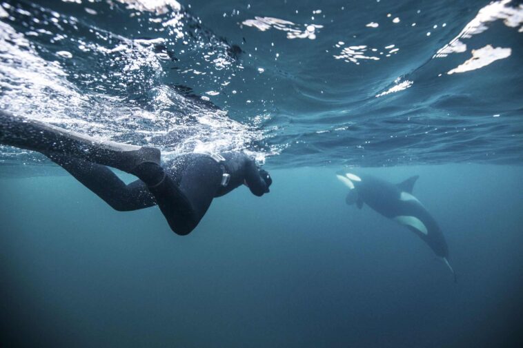 Nadar con orcas libres en Noruega
